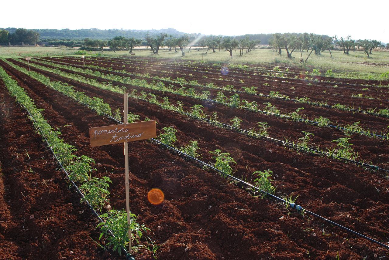 Masseria Galatea Agriturismo Alessano Dış mekan fotoğraf